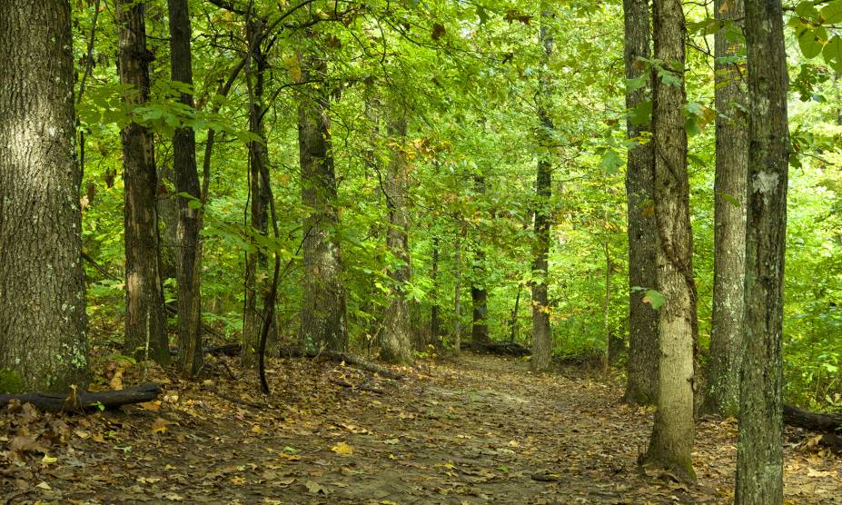<strong>19. Randolph Forest, Maine, <a href="https://viajeaqui.abril.com.br/paises/estados-unidos" rel="Estados Unidos" target="_self">Estados Unidos</a></strong>            Localizada na cidade homônima, conhecida pelos americanos por ser a menor do Estado do Maine, essa pequena floresta concentra carros abandonados que só aumentam sua fama de mal assombrada. Aqui, trilhos de trem, que costumavam transportar veteranos até um hospital local, estão cobertos de grama e em completo desuso. Moradores da região alegam que a floresta é o lar de diversos corpos celestes, além de abrigar barulhos estranhos. Ou seja: caminhar à noite por ali não é para os fracos.