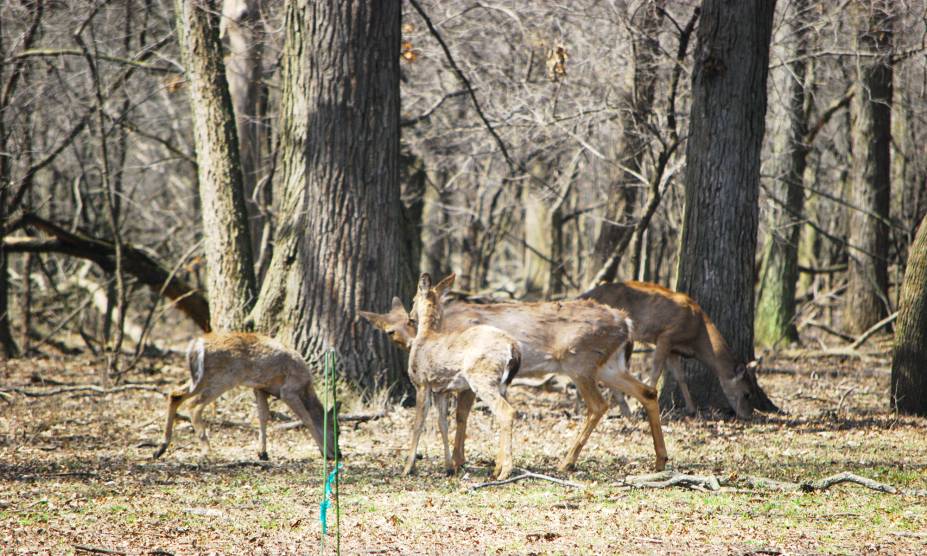 <strong>23. Robinson Woods, <a href="https://viajeaqui.abril.com.br/paises/estados-unidos" rel="Estados Unidos" target="_self">Estados Unidos</a></strong> O nome da floresta é uma homenagem a Alexander Robinson, chefe das nações Pottawatomies, Ottawa, e Chippewa, e cujo nome de batismo era Chee-chee-pin-quay. Moradores contam que seu corpo, juntamente com o de seus familiares, está enterrado no solo da floresta. Há uma lenda que diz que, durante a noite, pontos de luz aparecem por entre as árvores – eles seriam um sinal da presença desses espíritos. Durante o dia, há relatos de cervos que cercam os visitantes sem razão aparente. <strong>23. Robinson Woods, <a href="https://viajeaqui.abril.com.br/paises/estados-unidos" rel="Estados Unidos" target="_self">Estados Unidos</a></strong> O nome da floresta é uma homenagem a Alexander Robinson, chefe das nações Pottawatomies, Ottawa, e Chippewa, e cujo nome de batismo era Chee-chee-pin-quay. Moradores contam que seu corpo, juntamente com o de seus familiares, está enterrado no solo da floresta. Há uma lenda que diz que, durante a noite, pontos de luz aparecem por entre as árvores – eles seriam um sinal da presença desses espíritos. Durante o dia, há relatos de cervos que cercam os visitantes sem razão aparente.