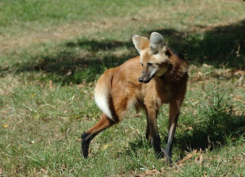 A maior atração do Santuário do Caraças, Santa Bárbara, Minas Gerais, é quando chega a noite e os lobos guará fazem uma visita aos padres, que os alimentam no adro da igreja