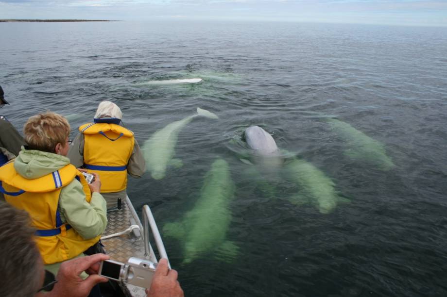 Belugas em Churchill, Manitoba