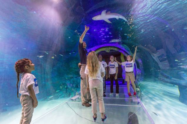 <strong>Para se divertir: Sea Life </strong> O aquário, que fica dentro complexo I-Drive 360, tem mais de 5 mil espécies marinhas do mundo todo. O 360° Underwater Tunnel (foto) é uma das atrações mais procuradas por lá. Os visitantes passeiam no túnel enquanto tubarões e milhares de espécies de peixes nadam ao seu redor <strong>Para se divertir: Sea Life </strong> O aquário, que fica dentro complexo I-Drive 360, tem mais de 5 mil espécies marinhas do mundo todo. O 360° Underwater Tunnel (foto) é uma das atrações mais procuradas por lá. Os visitantes passeiam no túnel enquanto tubarões e milhares de espécies de peixes nadam ao seu redor