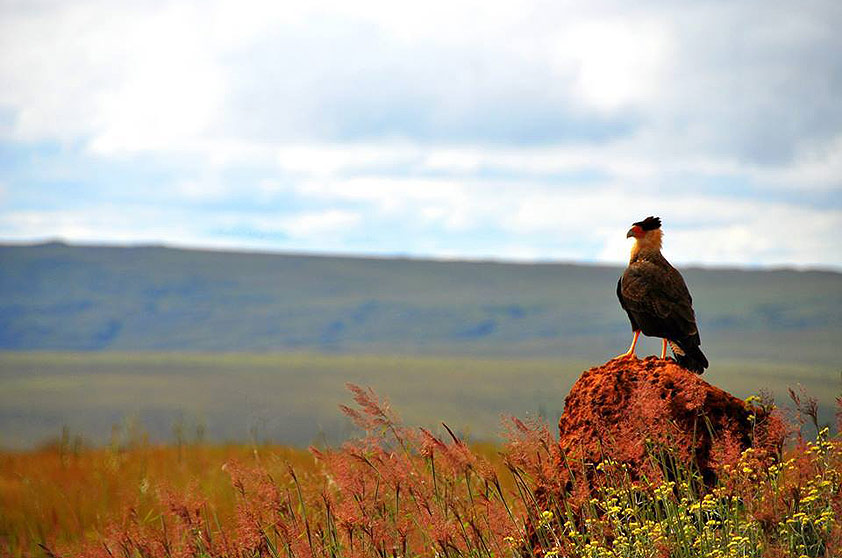 A paisagem do Parque Nacional da Serra da Canastra é feita de Campos de Altitude e Cerrado. Muitas atrações têm o acesso complicado. Algumas têm a contratação de um guia como requisito obrigatório. <a href="https://www.booking.com/searchresults.pt-br.html?aid=332455&lang=pt-br&sid=eedbe6de09e709d664615ac6f1b39a5d&sb=1&src=searchresults&src_elem=sb&error_url=https%3A%2F%2Fwww.booking.com%2Fsearchresults.pt-br.html%3Faid%3D332455%3Bsid%3Deedbe6de09e709d664615ac6f1b39a5d%3Bcity%3D-671358%3Bclass_interval%3D1%3Bdest_id%3D-672204%3Bdest_type%3Dcity%3Bdtdisc%3D0%3Bfrom_sf%3D1%3Bgroup_adults%3D2%3Bgroup_children%3D0%3Binac%3D0%3Bindex_postcard%3D0%3Blabel_click%3Dundef%3Bno_rooms%3D1%3Boffset%3D0%3Bpostcard%3D0%3Braw_dest_type%3Dcity%3Broom1%3DA%252CA%3Bsb_price_type%3Dtotal%3Bsearch_selected%3D1%3Bsrc%3Dsearchresults%3Bsrc_elem%3Dsb%3Bss%3DS%25C3%25A3o%2520Sebasti%25C3%25A3o%252C%2520%25E2%2580%258BS%25C3%25A3o%2520Paulo%252C%2520%25E2%2580%258BBrasil%3Bss_all%3D0%3Bss_raw%3DS%25C3%25A3o%2520Sebasti%25C3%25A3o%3Bssb%3Dempty%3Bsshis%3D0%3Bssne_untouched%3DS%25C3%25A3o%2520Jos%25C3%25A9%2520do%2520Barreiro%26%3B&ss=Serra+da+Canastra%2C+%E2%80%8BBrasil&ssne=S%C3%A3o+Sebasti%C3%A3o&ssne_untouched=S%C3%A3o+Sebasti%C3%A3o&city=-672204&checkin_monthday=&checkin_month=&checkin_year=&checkout_monthday=&checkout_month=&checkout_year=&no_rooms=1&group_adults=2&group_children=0&highlighted_hotels=&from_sf=1&ss_raw=Serra+da+Canastra&ac_position=0&ac_langcode=xb&dest_id=6099&dest_type=region&search_pageview_id=dc577305393b0092&search_selected=true&search_pageview_id=dc577305393b0092&ac_suggestion_list_length=5&ac_suggestion_theme_list_length=0" target="_blank" rel="noopener"><em>Busque hospedagens na Serra da Canastra</em></a>