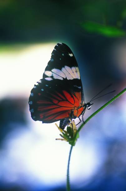 Borboleta bota ovos no Sesc Pantanal, em Poconé (MT)