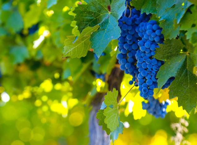 Uvas como Malbec, Cabernet Sauvignon, Tempranillo e Chardonnay tornaram os produtos de Mendoza bem apreciados mundo afora Uvas como Malbec, Cabernet Sauvignon, Tempranillo e Chardonnay tornaram os produtos de Mendoza bem apreciados mundo afora