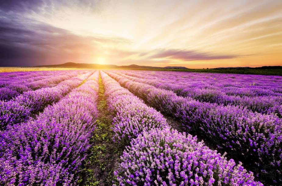 A pequena vila de Zarnevo, localizada na província de Dobrich, é conhecida por seus belos campos de lavanda, que encantam os visitantes