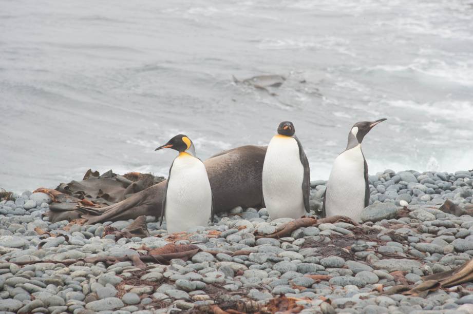 <strong>Ilha Macquarie </strong>                                        A ilha, uma reserva natural que faz parte do estado da Tasmânia, é quase inabitada não fossem os funcionários da agência de pesquisa Australian Antarctic Division (AAD). Por se tratar do território mais ao sul da Austrália, a importância do lugar se dá pelas espécies selvagens que tiveram raros contatos com seres humanos e é o único lugar do planeta Terra onde rochas do manto terrestre estão expostas acima do nível do mar