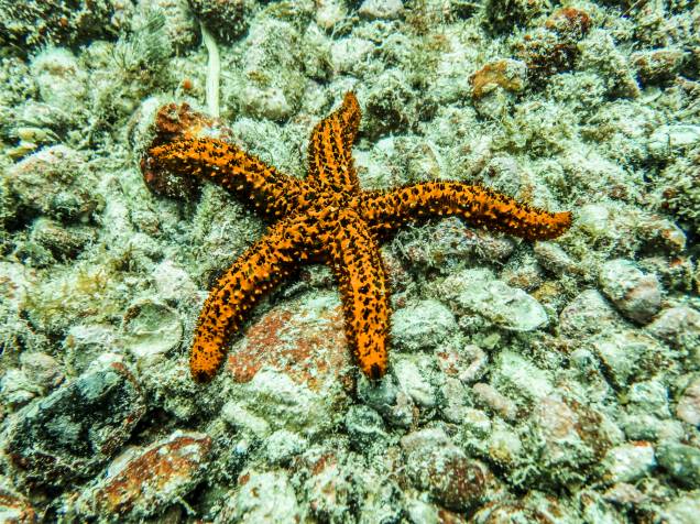 <strong><a href="https://preprod.viagemeturismo.abril.com.br/tudo-sobre/cabo-frio/" target="_blank" rel="noopener">Cabo Frio (RJ)</a></strong> <strong><a href="https://preprod.viagemeturismo.abril.com.br/tudo-sobre/cabo-frio/" target="_blank" rel="noopener">Cabo Frio (RJ)</a></strong>