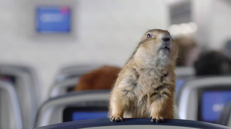 <strong>Dramatic Chipmunk</strong>                        Bastou um esquilo se virar rapidamente e fixar seu olhar na câmera para ele ser um sucesso mundial. A primeira aparição do vídeo do bichinho foi em um programa japonês. Em 2007, a cena foi publicada no <a href="https://www.youtube.com/watch?v=a1Y73sPHKxw " rel="Youtube" target="_blank">Youtube</a> e ganhou o mundo