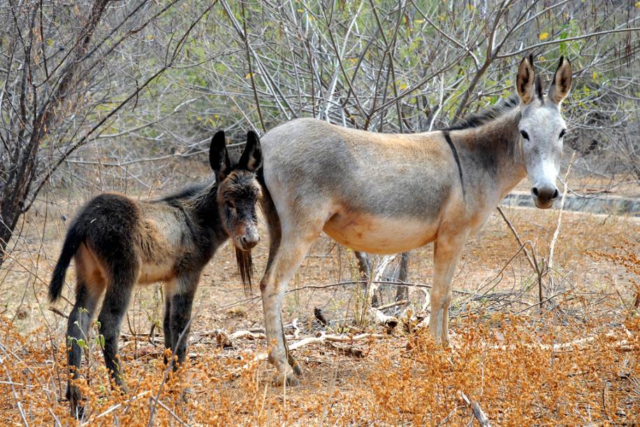 Jegue, no Parque Nacional da Serra da Capivara