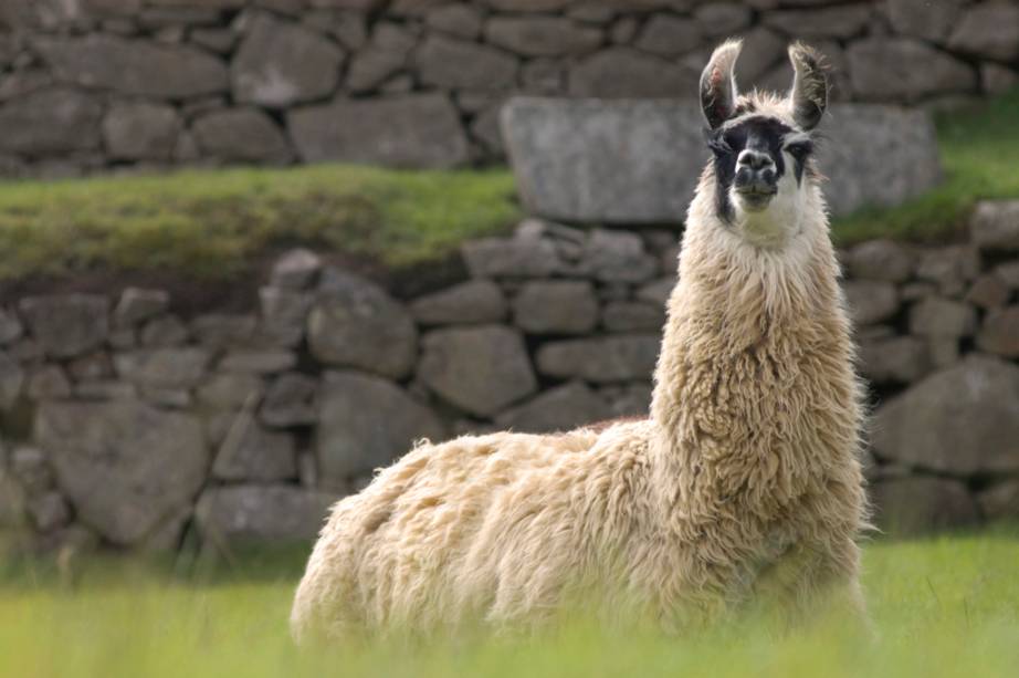 As lhamas ficam soltas e amigáveis no sítio arqueológico de Machu Picchu