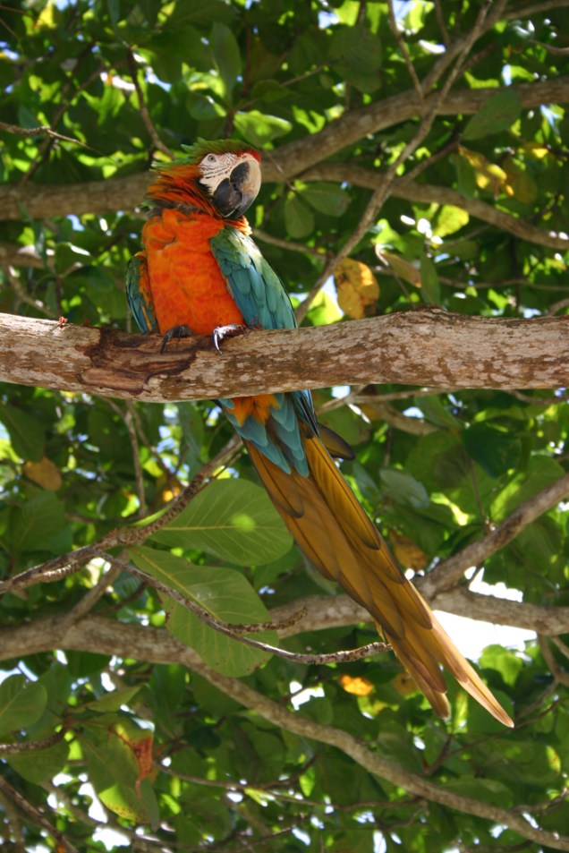 Arara na Praia do Espelho