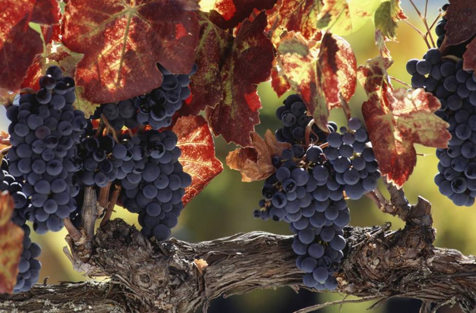 Napa Valley, a 1 hora de San Francisco, abriga cerca de 150 vinículas