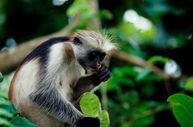 Macaco da espécie <em>Procolobus badius kirkii</em>, em Zanzibar Macaco da espécie <em>Procolobus badius kirkii</em>, em Zanzibar