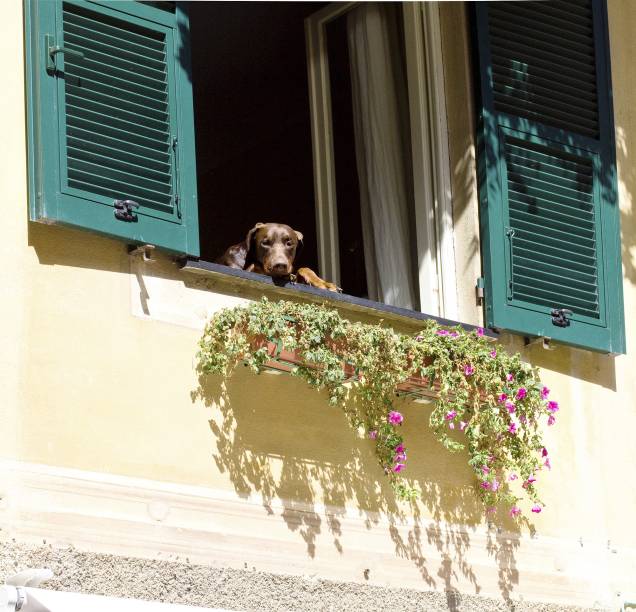 Cachorro observa o movimento da janela de um dos casarões históricos de Portofino Cachorro observa o movimento da janela de um dos casarões históricos de Portofino