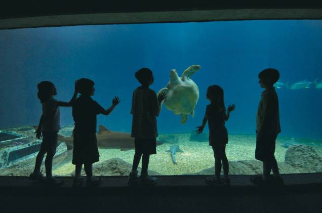 O Florida Aquarium é um passeio típico em Tampa O Florida Aquarium é um passeio típico em Tampa