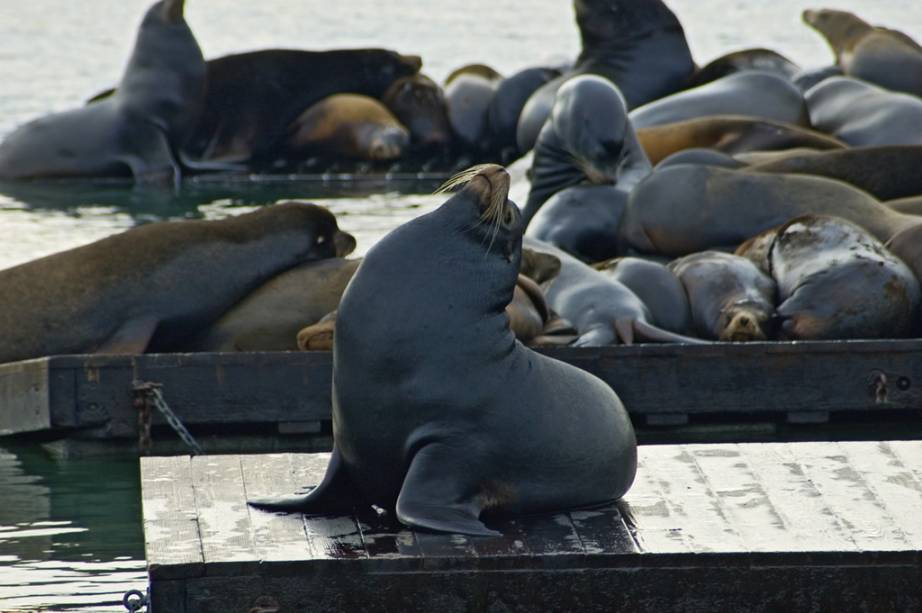 Os leões-marinhos lotam as redondezas do Pier 39, em Fishermans Wharf, San Francisco