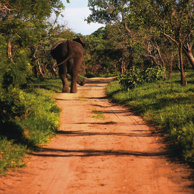 O jeitão do Kruger, com sua mata frondosa