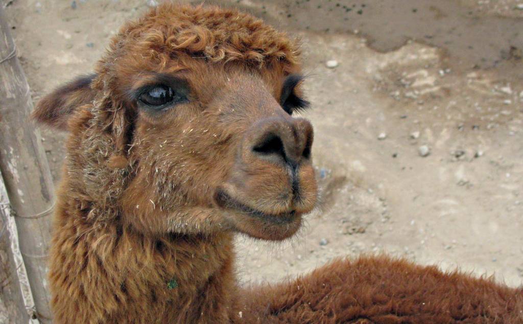 Alpaca, Lima, Peru Alpaca, Lima, Peru