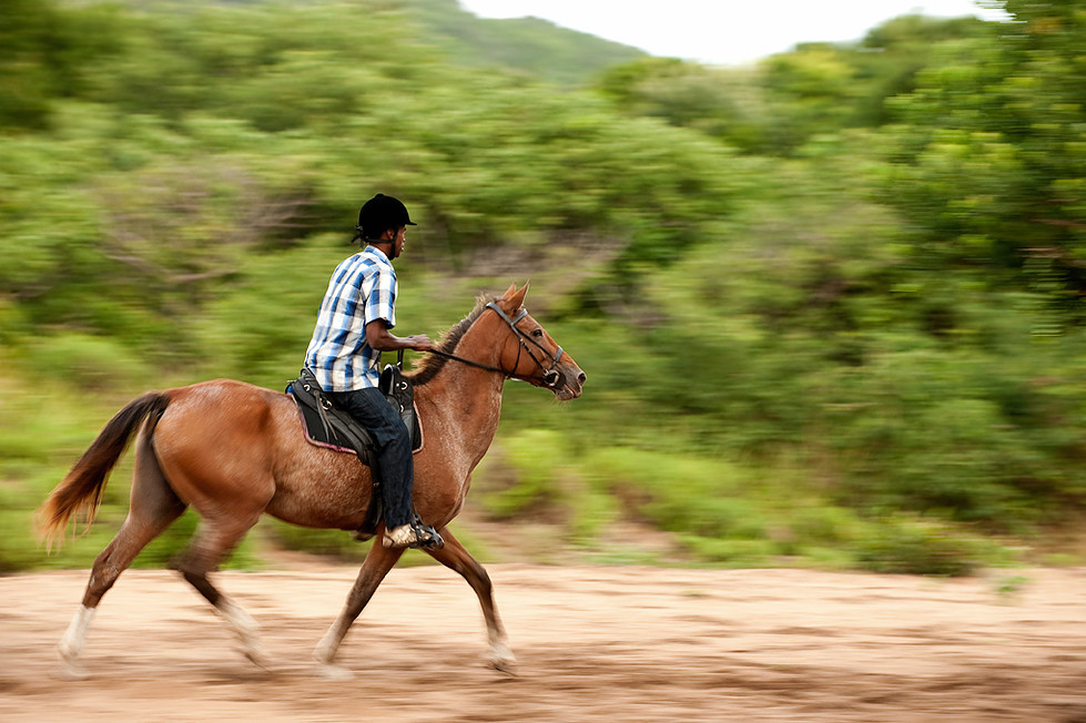 cavalo