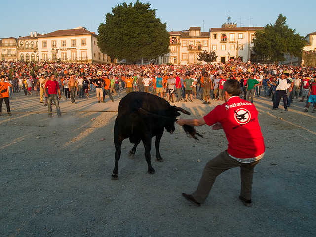 Na cidadezinha de Ponte de Lima, na região do Moinho, em Portugal, não são só os belos tapetes floridos que fazem parte da celebração de Corpus Christi. Na véspera da procissão, em 6 de junho, uma multidão invade as alamedas de plátanos emolduradas pelas águas do Rio Lima para assistir a corrida "Vaca das Cordas". Às 18 horas, em frente à Casa de Nossa Senhora de Aurora, um touro é levado até a Igreja da Matriz amarrado por cordas. Lá, o animal é preso na janela da torre de sinos para ser banhado a partir do lombo com vinho tinto. Depois, ele é conduzido a dar três voltas ao redor da igreja. No fim do ritual começa uma tourada ao ar livre, onde populares desafiam o touro. Reza a lenda que a corrida teve início em 1646, quando o local onde está a Igreja da Matriz abrigava um templo pagão dedicado a uma deusa simbolizada por uma vaca.
