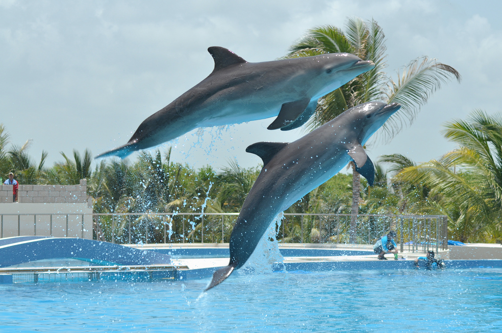 Dolphin Discovery Playa del Carmen México