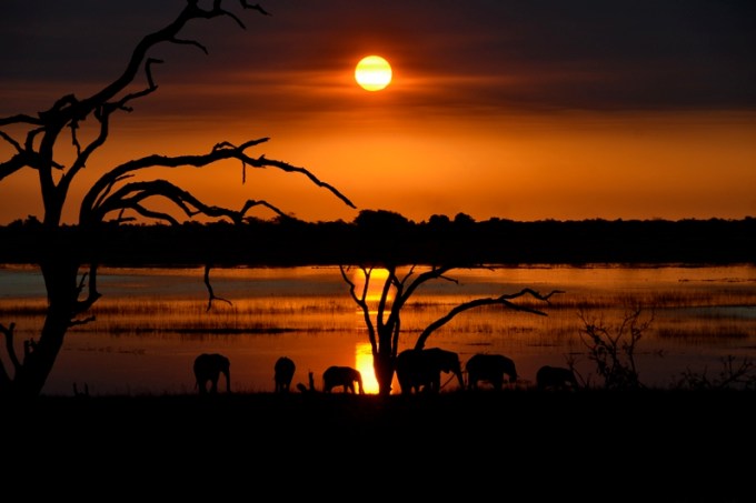 Ao final de tarde no Chobe National Park, em Botswana, elefantes se refrescam à beira do rio que dá nome ao parque.