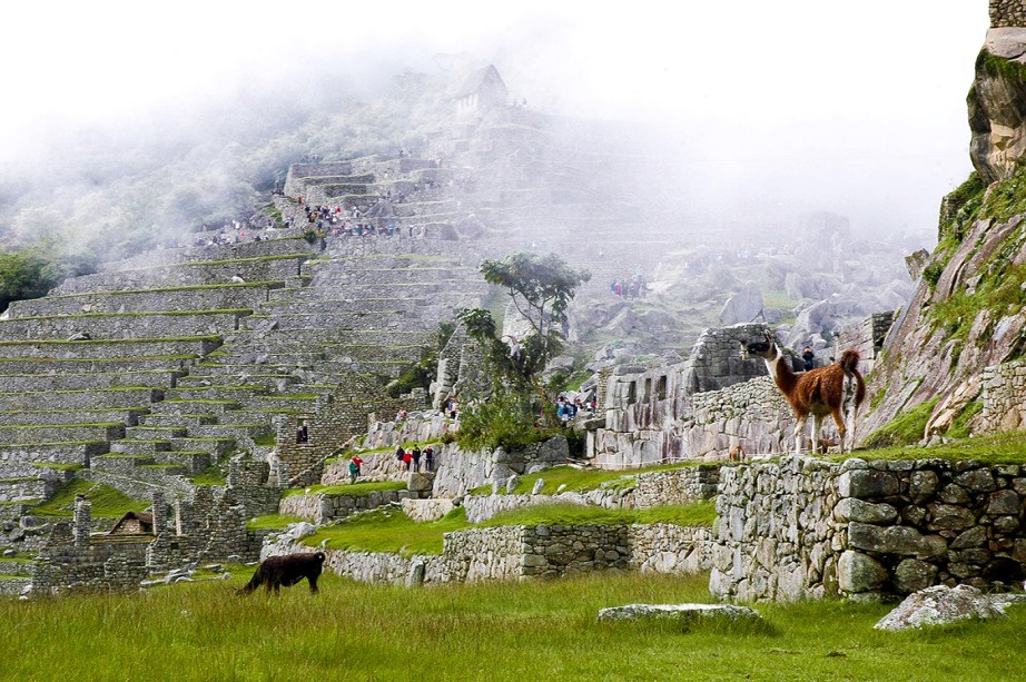 Lhamas nas terrazas de Machu Picchu