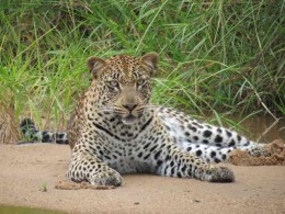 Guia do Safári na África do Sul- raio-X do Ngala Safari Lodge, serviço afiado e um ranger inesquecível
