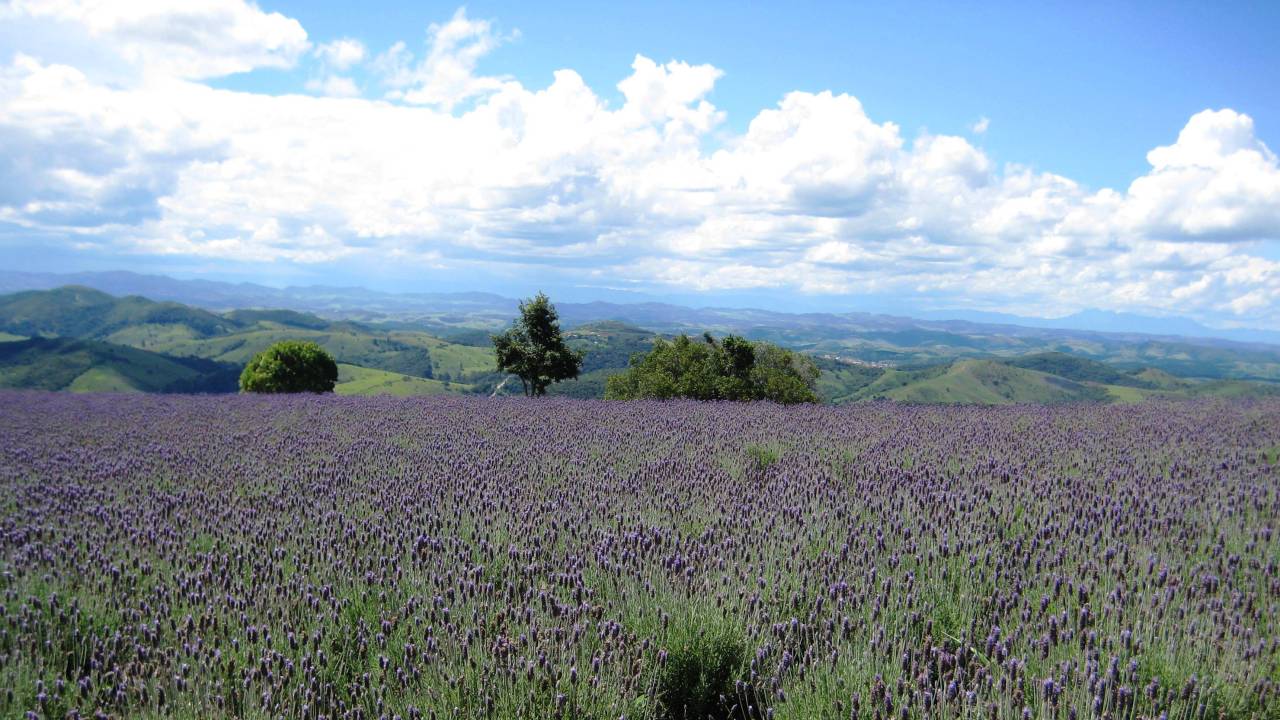 Impressionismo puro na roça à Provence