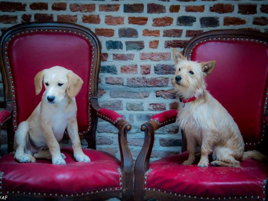 Cãezinhos fofos interagem com os clientes no Le Waf, em Lille, na França