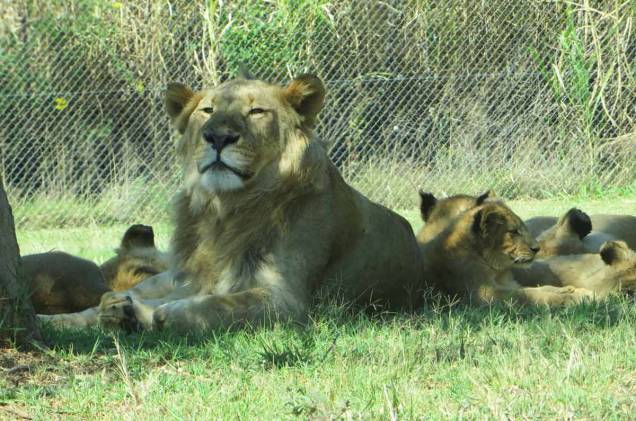 Lion Park Lion Park