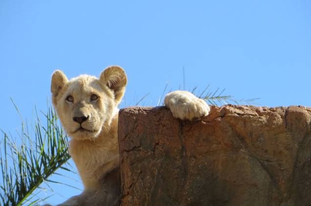 Lion Park Lion Park