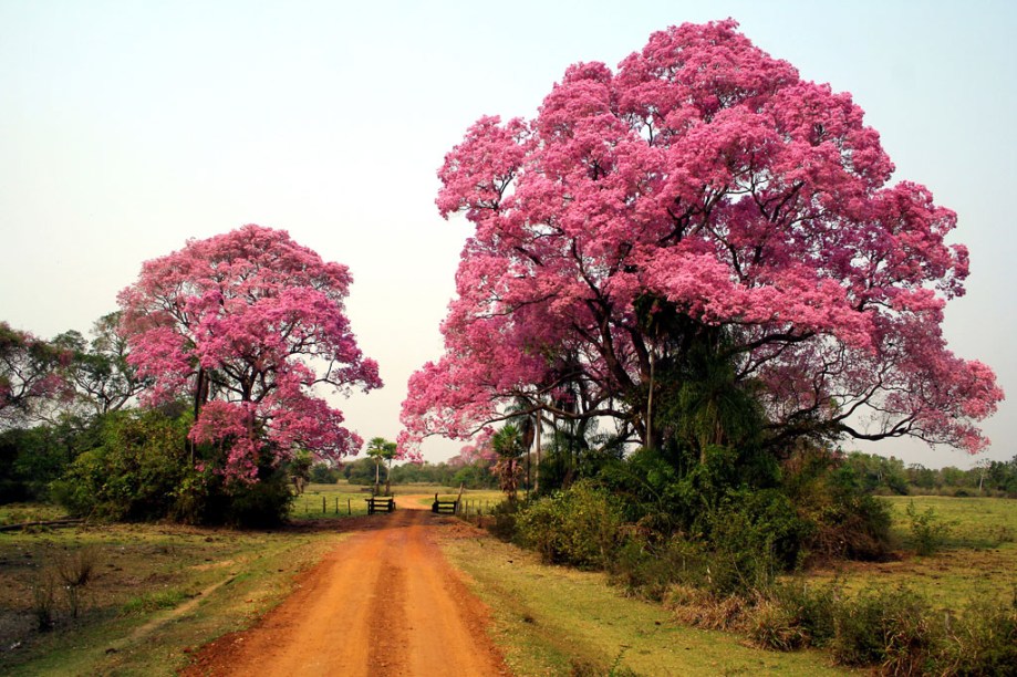 No final de julho, ou no começo de agosto, acontece um dos eventos mais marcantes do Pantanal (MT e MS). A Floração das Piúvas tinge a planície de rosa e deixa o lugar ainda mais belo 