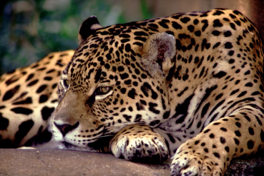 A onça-pintada possui a mordida mais forte entre os felinos, capaz de quebrar cascos de jabuti com facilidade. É o animal mais desejado pelos turistas que visitam o Pantanal (MT e MS)
