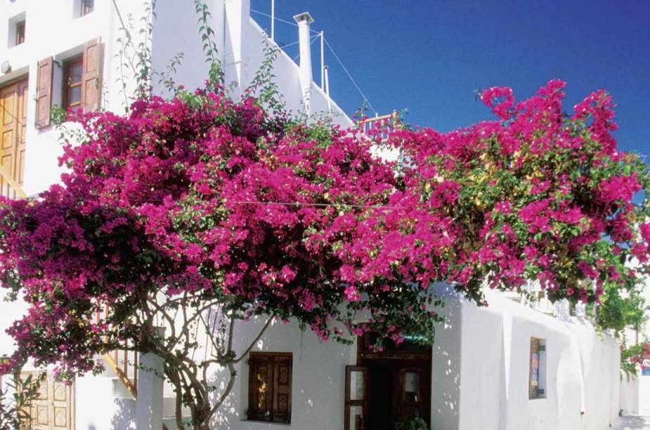 AsPrimaveras são comuns de se encontrar nas ruas em Mykonos AsPrimaveras são comuns de se encontrar nas ruas em Mykonos