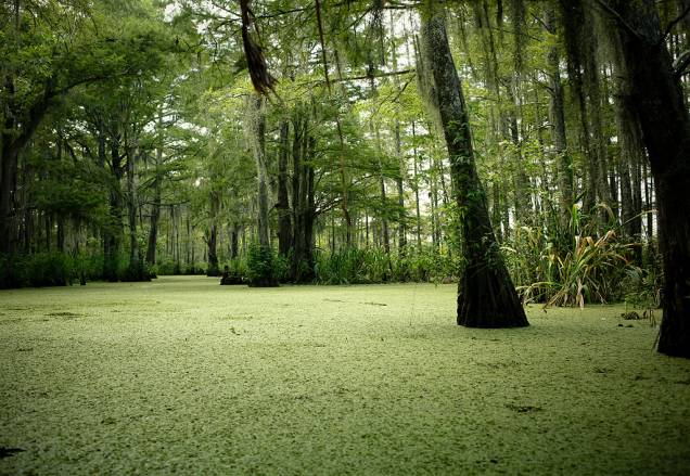Nova Orleans possui muitos pântanos, lagunas e lagos nos seus arredores. Passeios de um dia os levarão a lugares como o Parque Nacional Jean Lafitte Nova Orleans possui muitos pântanos, lagunas e lagos nos seus arredores. Passeios de um dia os levarão a lugares como o Parque Nacional Jean Lafitte