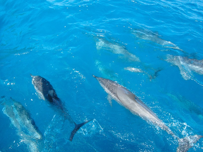 Os golfinhos-rotadores receberam esse nome graças aos saltos acrobáticos, nos quais giram sobre o próprio eixo. Podem ser observados na Baía dos Golfinhos, em Fernando de Noronha (PE)