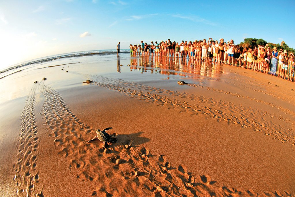 Turistas assistindo a "Abertura de Ninho", soltura dos filhotes das tartarugas marinhas do Projeto Tamar, na Praia do Boldró, Fernando de Noronha (PE)