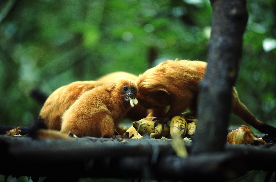 O Mico-leão-dourado, animal da Mata Atlântica ameaçado de extinção, pode ser encontrado na Reserva Biológica de Poço das Antas, Rio de Janeiro (RJ)