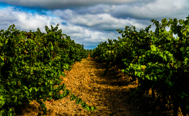 Vinhedo na região do Tejo