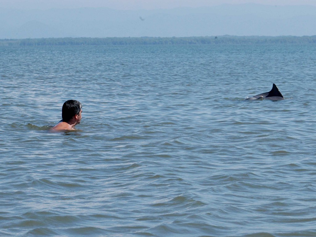 Dá pra nadar com eles na baía dos Golfinhos / Rogerio Palatta