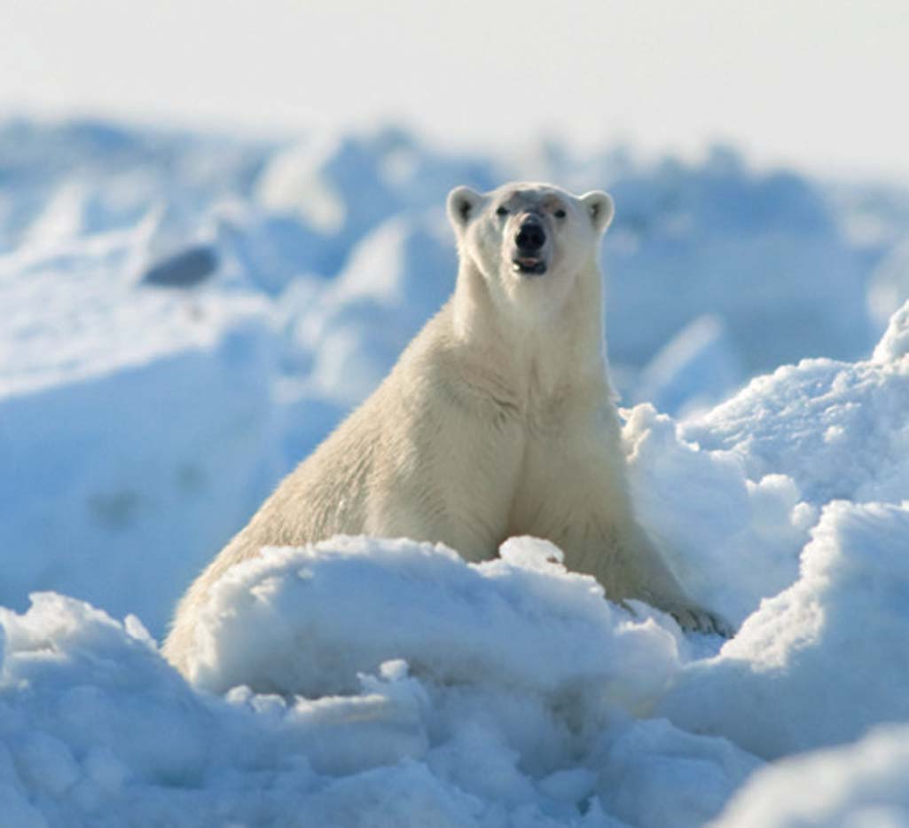 Urso polar