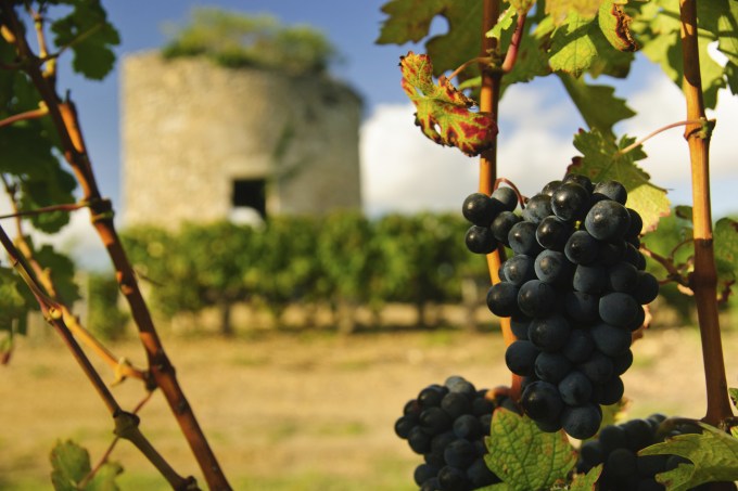 uvas-e-torre-medieval-nos-vinhedos-em-medoc-bordeaux-franca.jpeg