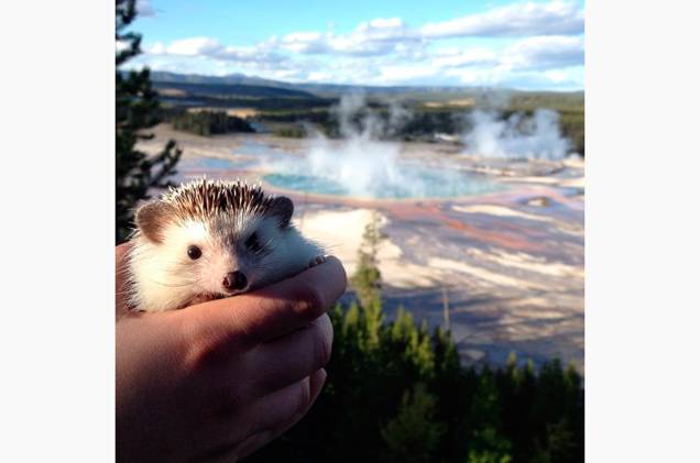 <a href="https://instagram.com/biddythehedgehog" rel="@biddythehedgehog" target="_blank"><strong>@biddythehedgehog</strong></a> Biddy em Yellowstone, EUA <a href="https://instagram.com/biddythehedgehog" rel="@biddythehedgehog" target="_blank"><strong>@biddythehedgehog</strong></a> Biddy em Yellowstone, EUA