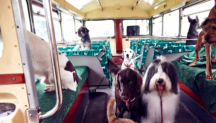 Onibus turisticos cachorros Londres