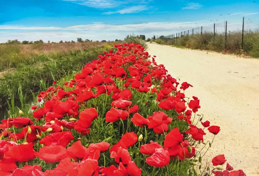 Uma fileira de tulipas se estende da base ao centro da foto, com uma estrada de terra à direita e um riacho e grama à esquerda