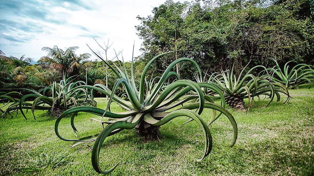 Agave-polvo, Inhotim, Brasil Uma planta baixa, com folhas grossas e muito compridas, que lembram os tentáculos de um polvo