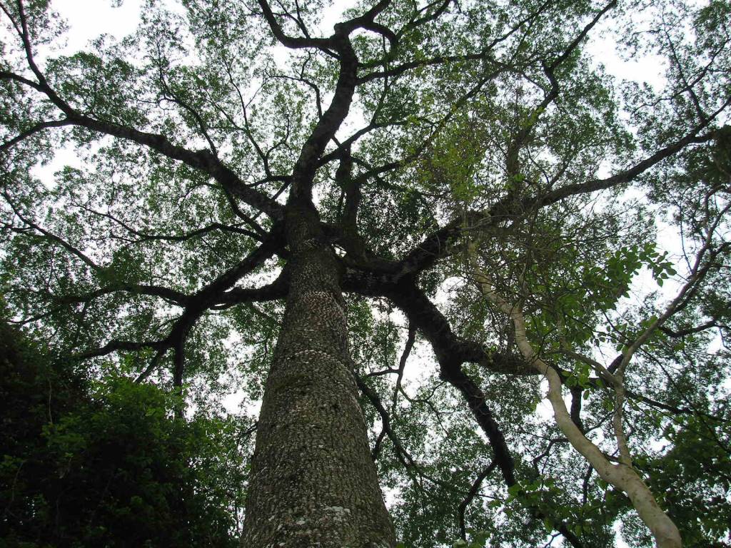 Trilha das Árevores Gigantes, no Parque Estadual de Porto Ferreira