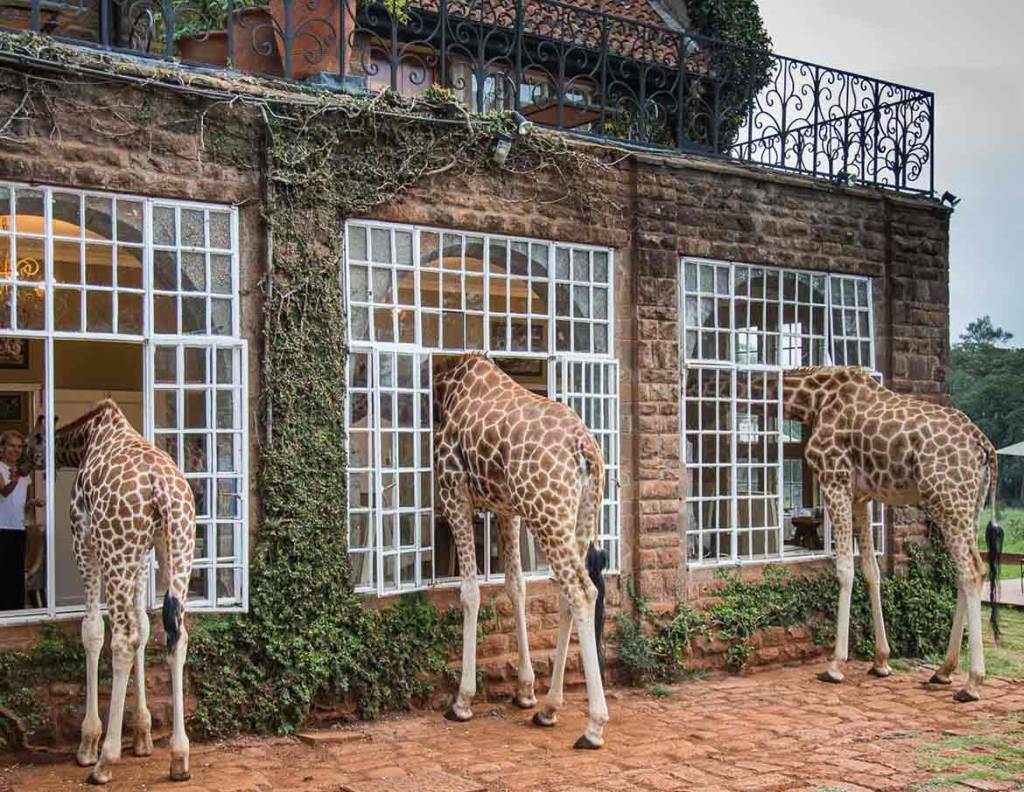 Giraffe Manor, Nairóbi, Quênia Giraffe Manor, Nairóbi, Quênia