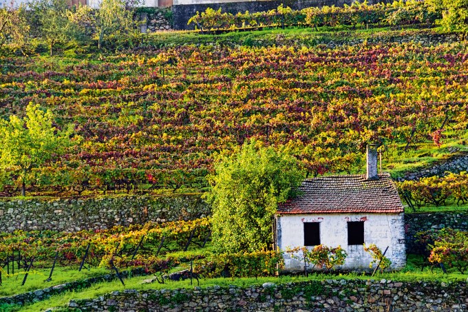 Vinhedo à beira do Rio Douro, em Portugal